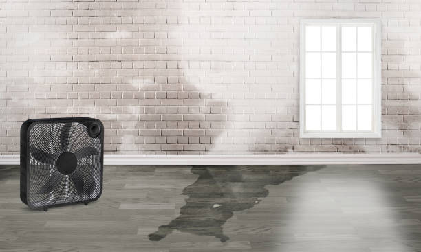 Best Emergency water damage restoration  in Shelby, MI