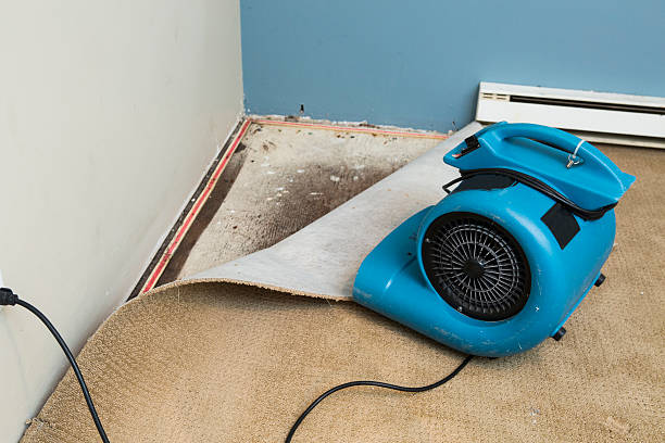 Best Water damage contractors near me  in Shelby, MI